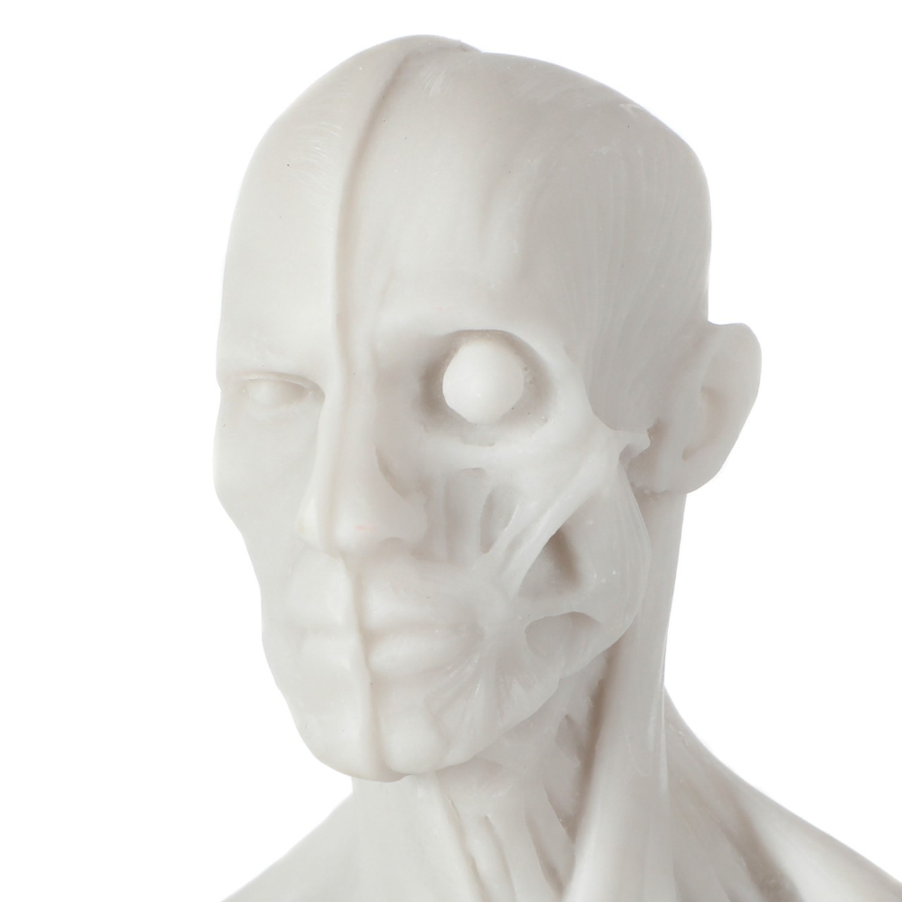 Axis Scientific Male Anatomical Sculpting Model with Muscles - Close Up of Face, Half Exposed Muscle and Half Standard Face