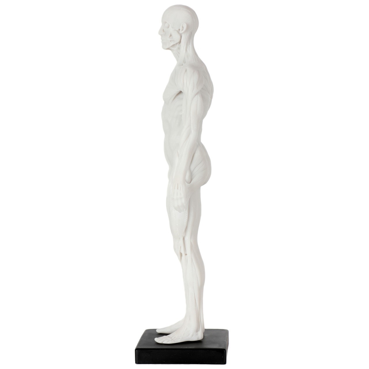Axis Scientific Male Anatomical Sculpting Model with Muscles - Right Side View