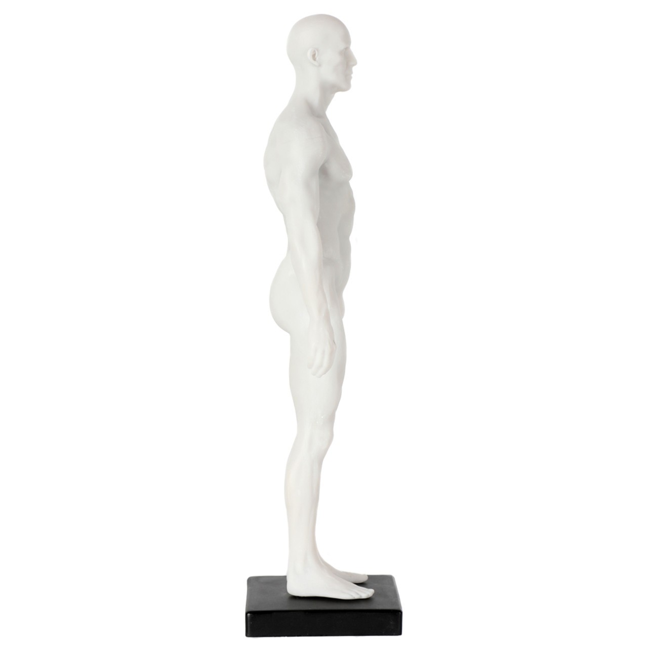 Axis Scientific Male Anatomical Sculpting Model with Muscles - Left Side View