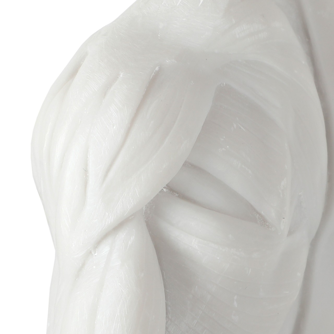 Axis Scientific Male Anatomical Sculpting Model with Muscles - Close Up of Muscled Shoulder, No Skin