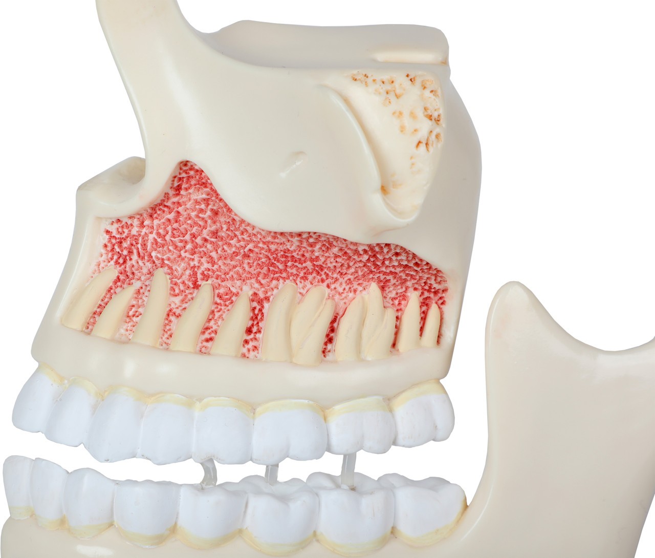 Axis Scientific Human Dental Development Anatomy Model