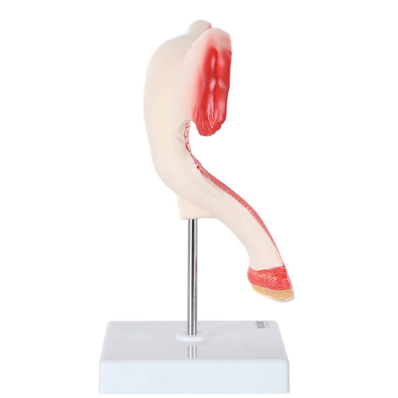 Axis Scientific Female Genital Organs Model - Right Side View