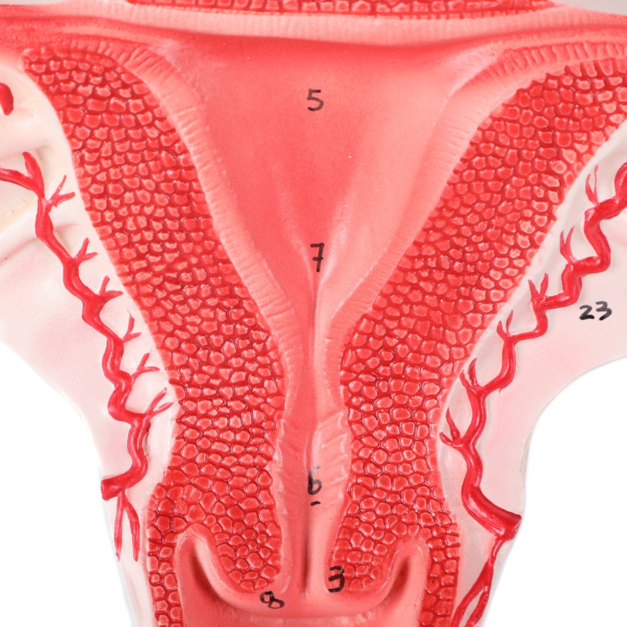 Axis Scientific Female Genital Organs Model - Close Up of Uterus showing hand-painted details