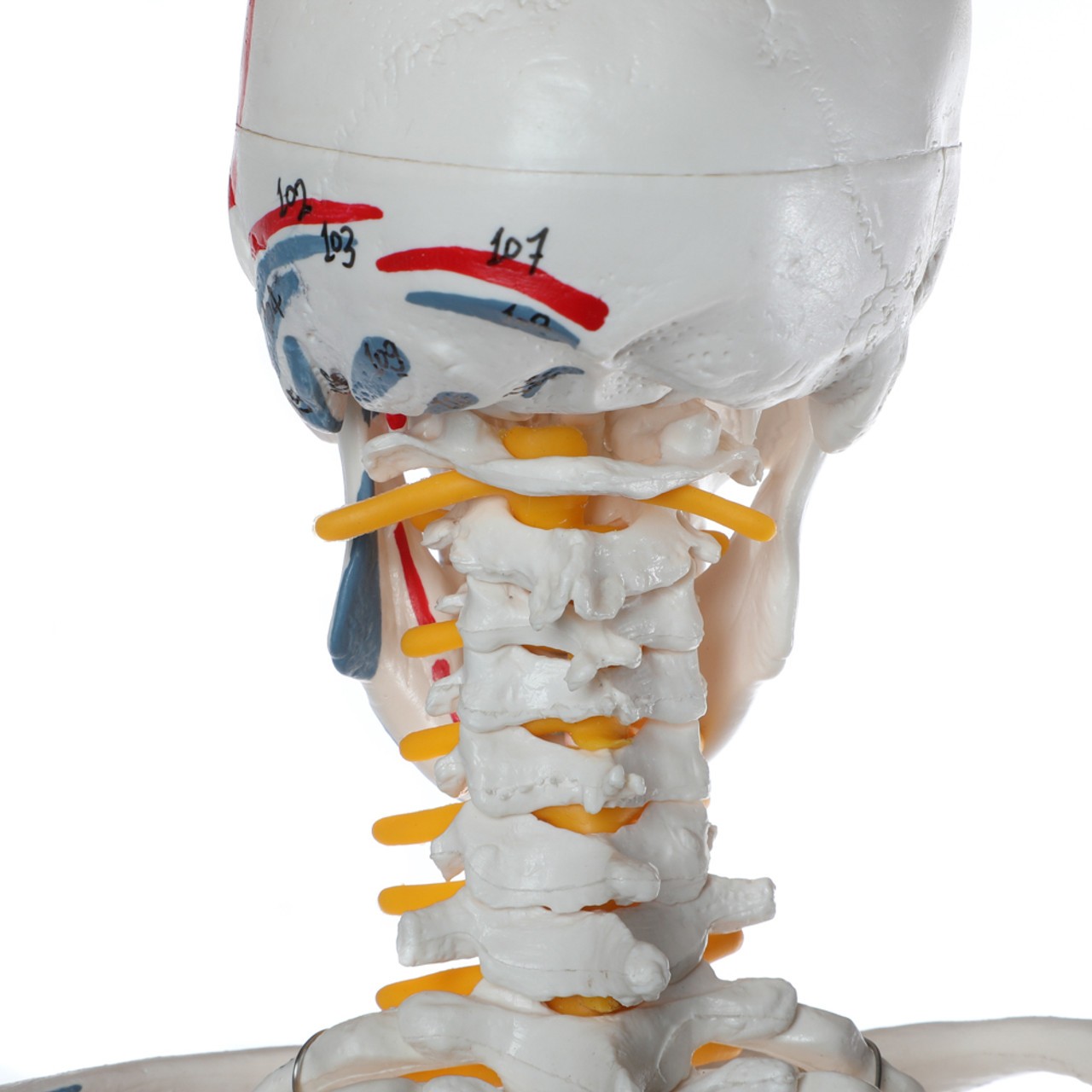 Axis Scientific 33" Flexible Miniature Skeleton with Half Muscular Attachment Points and Half Ligaments - Back View Close Up of Cervical Spine and Base of Skill with Cervical Spinal Nerves