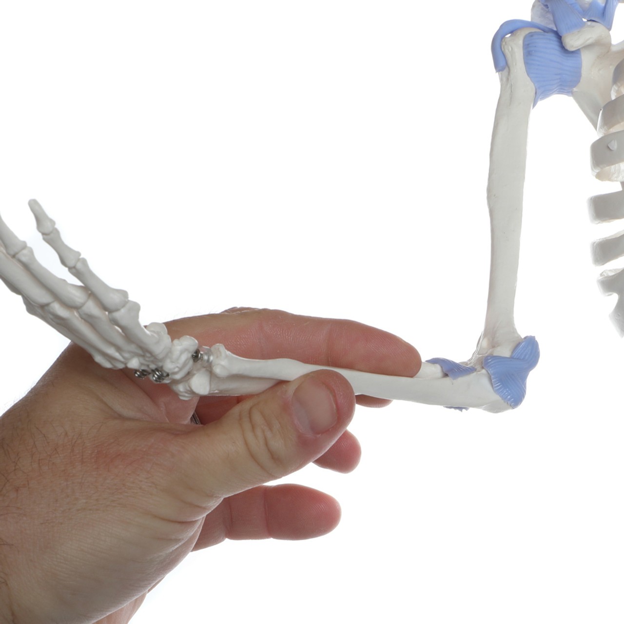 Axis Scientific 33" Flexible Miniature Skeleton with Half Muscular Attachment Points and Half Ligaments - Detail Shot of Left Humerus, Radius and Ulna Bent at the Elbow to Show Flexibility in the Tendons