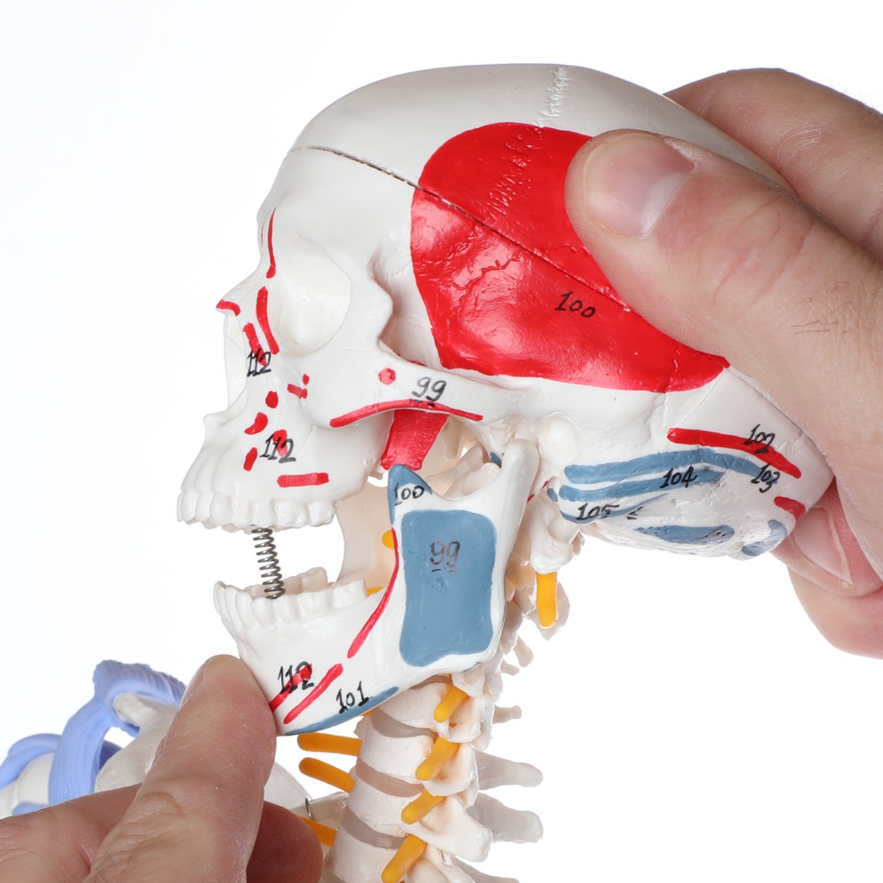 Axis Scientific 33" Flexible Miniature Skeleton with Half Muscular Attachment Points and Half Ligaments - Skull Close up Showing the Spring-Attached Articulating Mandible Joint