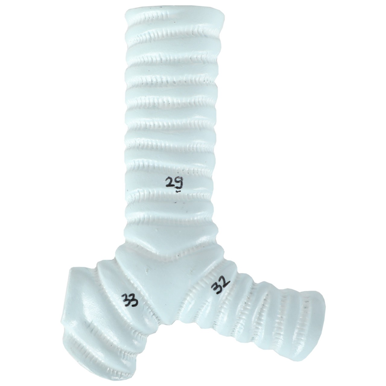 Axis Scientific 15-Part Laryngeal Cardiopulmonary Anatomy Model - Front View of Removable Trachea