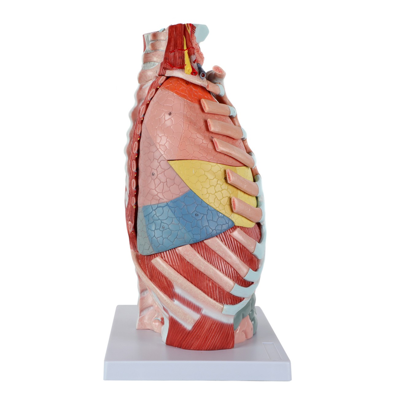 Axis Scientific 15-Part Laryngeal Cardiopulmonary Anatomy Model -Side View Showing Cut Ribs and Left Lobes of the Lung