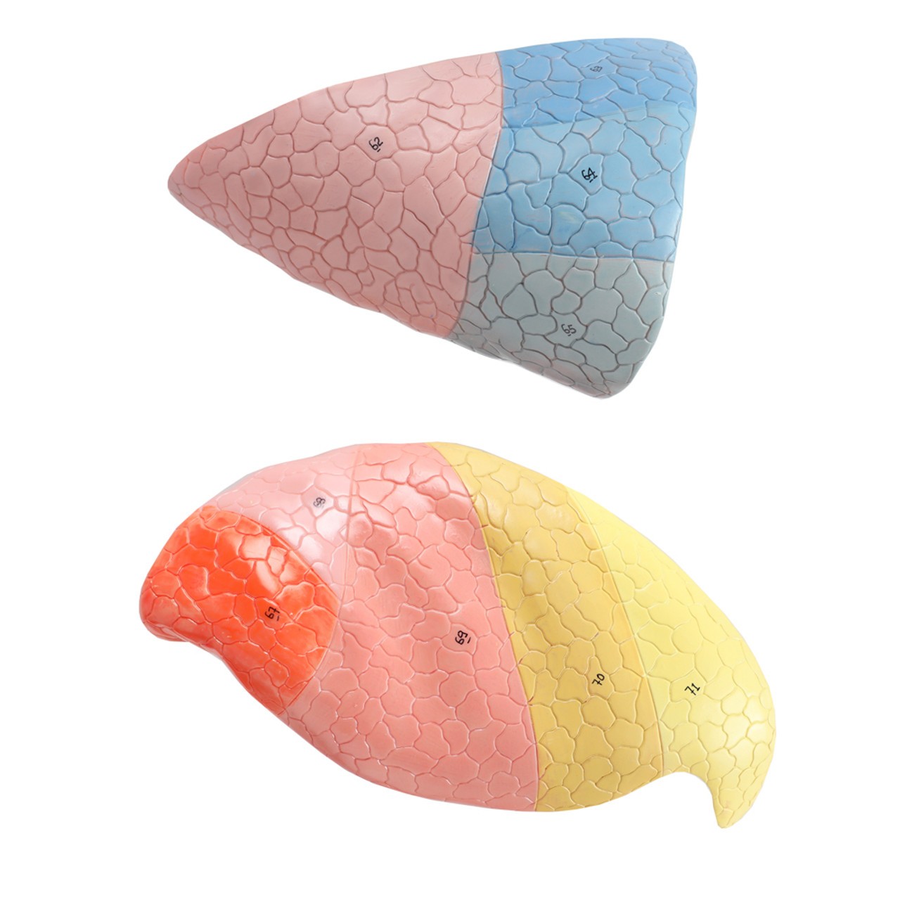 Axis Scientific 15-Part Laryngeal Cardiopulmonary Anatomy Model - Front View of Bisected Removable Right and Left Lungs with Metal Closures