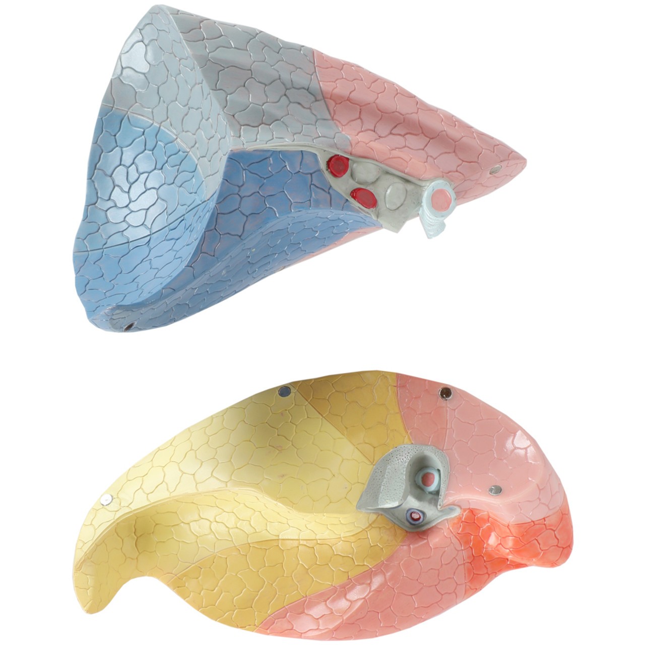 Axis Scientific 15-Part Laryngeal Cardiopulmonary Anatomy Model - Back View of Bisected Removable Right and Left Lungs with Metal Closures