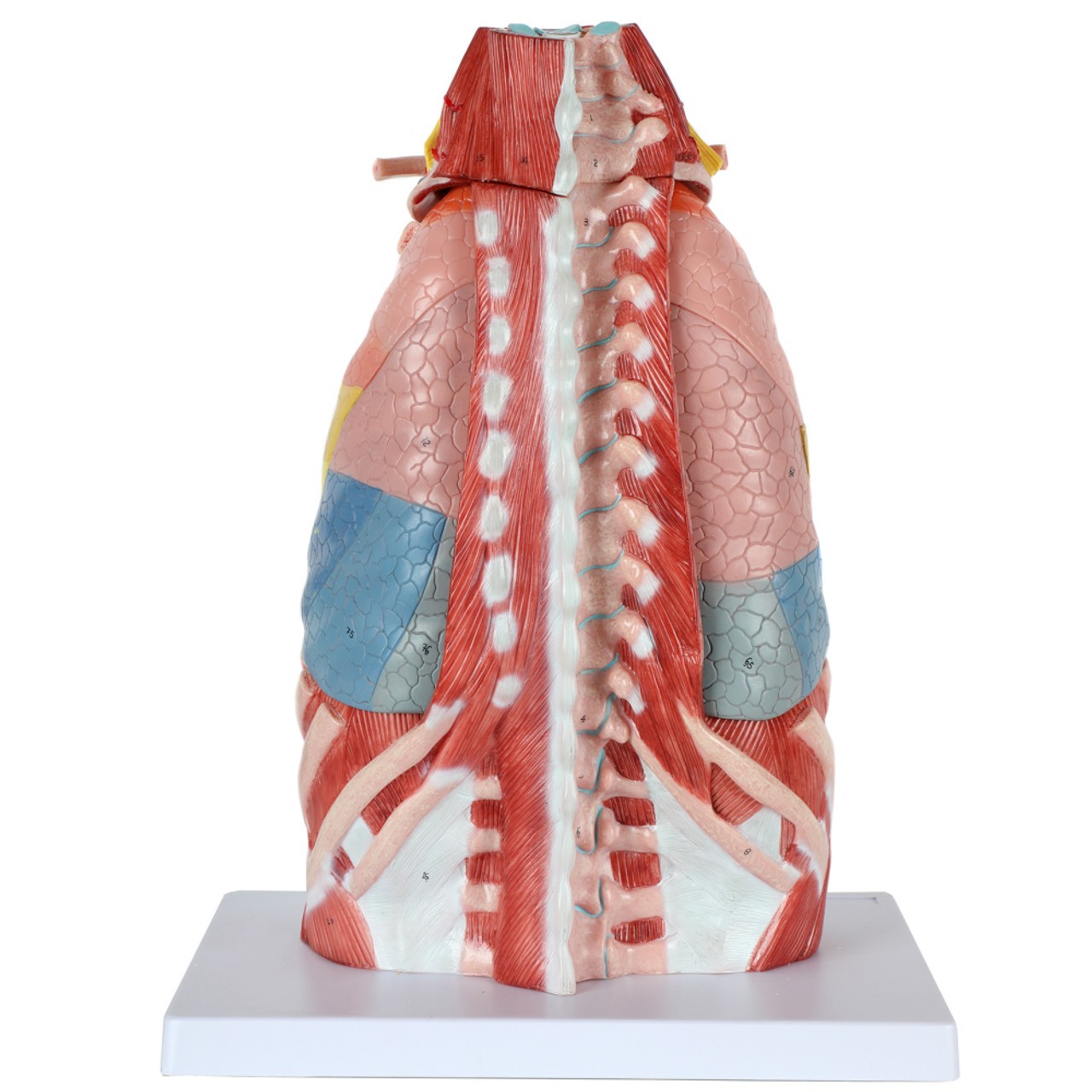 Axis Scientific 15-Part Laryngeal Cardiopulmonary Anatomy Model - Back View Showing Spine and Deep Spinal Muscles