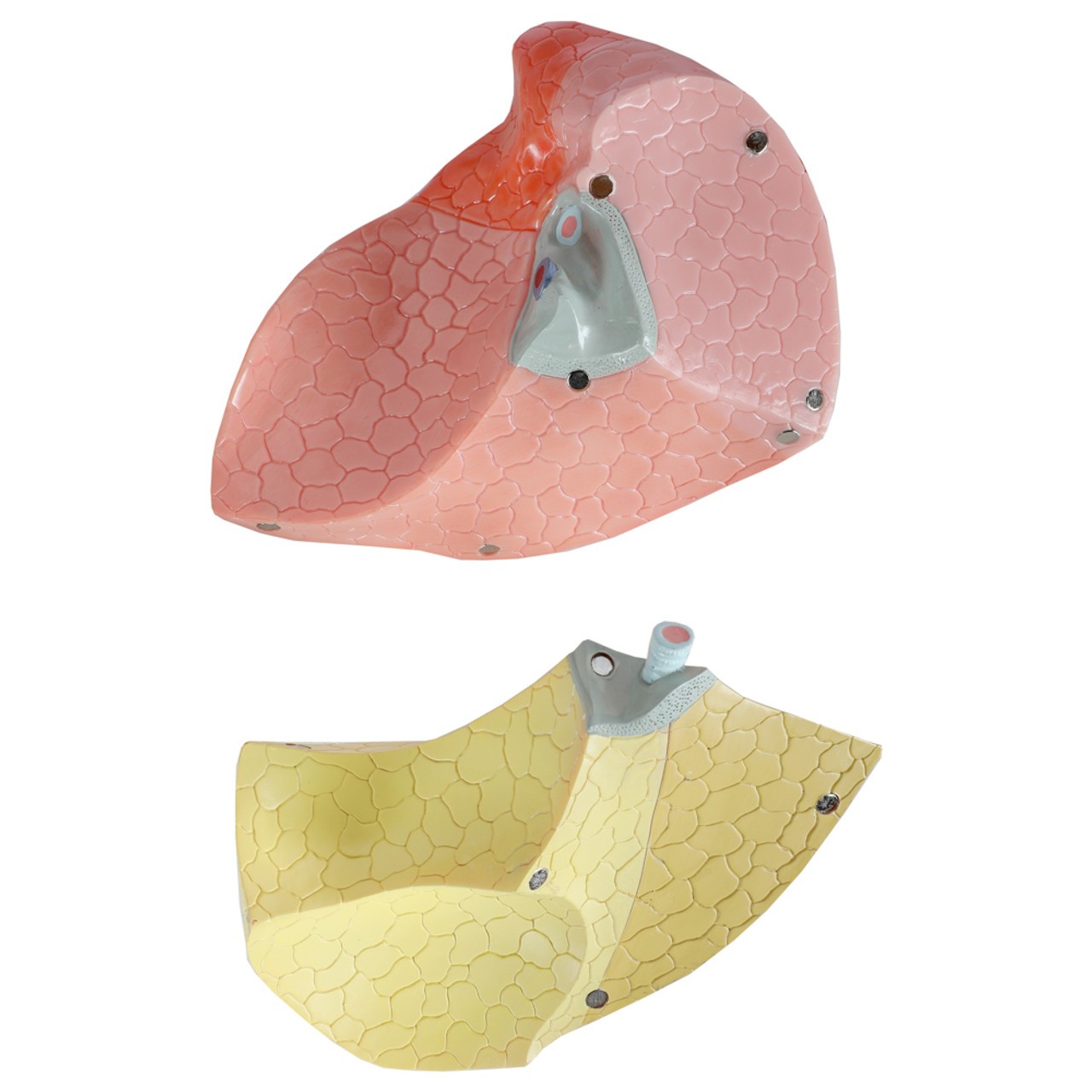 Axis Scientific 15-Part Laryngeal Cardiopulmonary Anatomy Model - Bisected Removable Left Lung