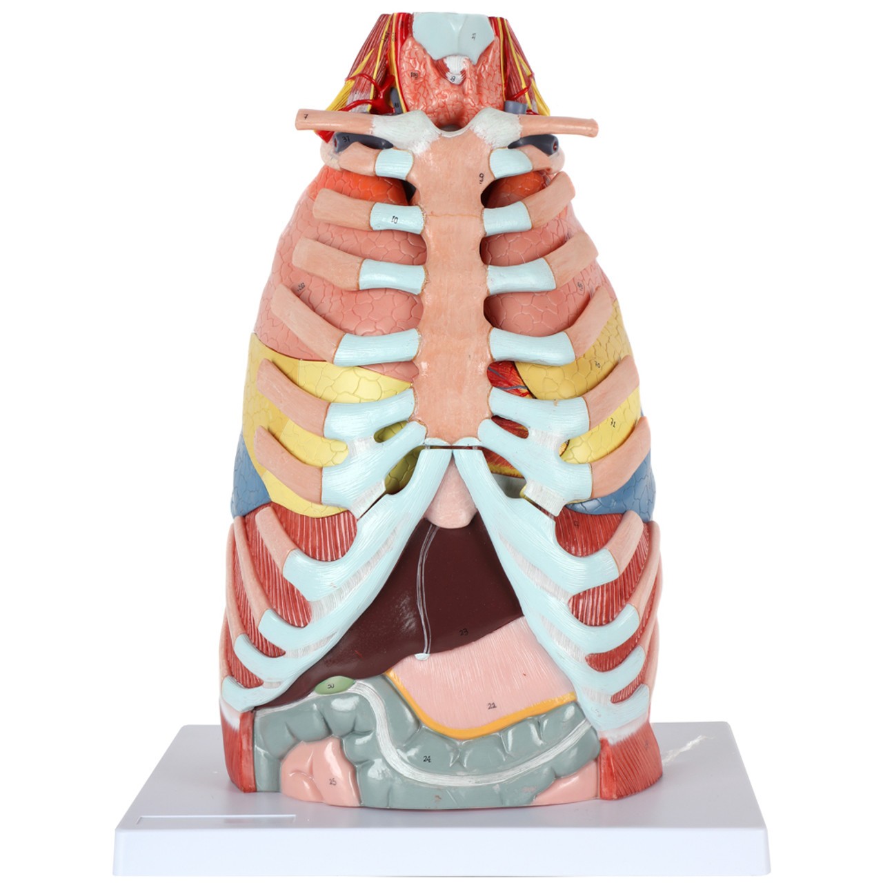 Axis Scientific 15-Part Laryngeal Cardiopulmonary Anatomy Model - Frontal View Showing Ribs, Sternum, Lungs, Liver and Stomach