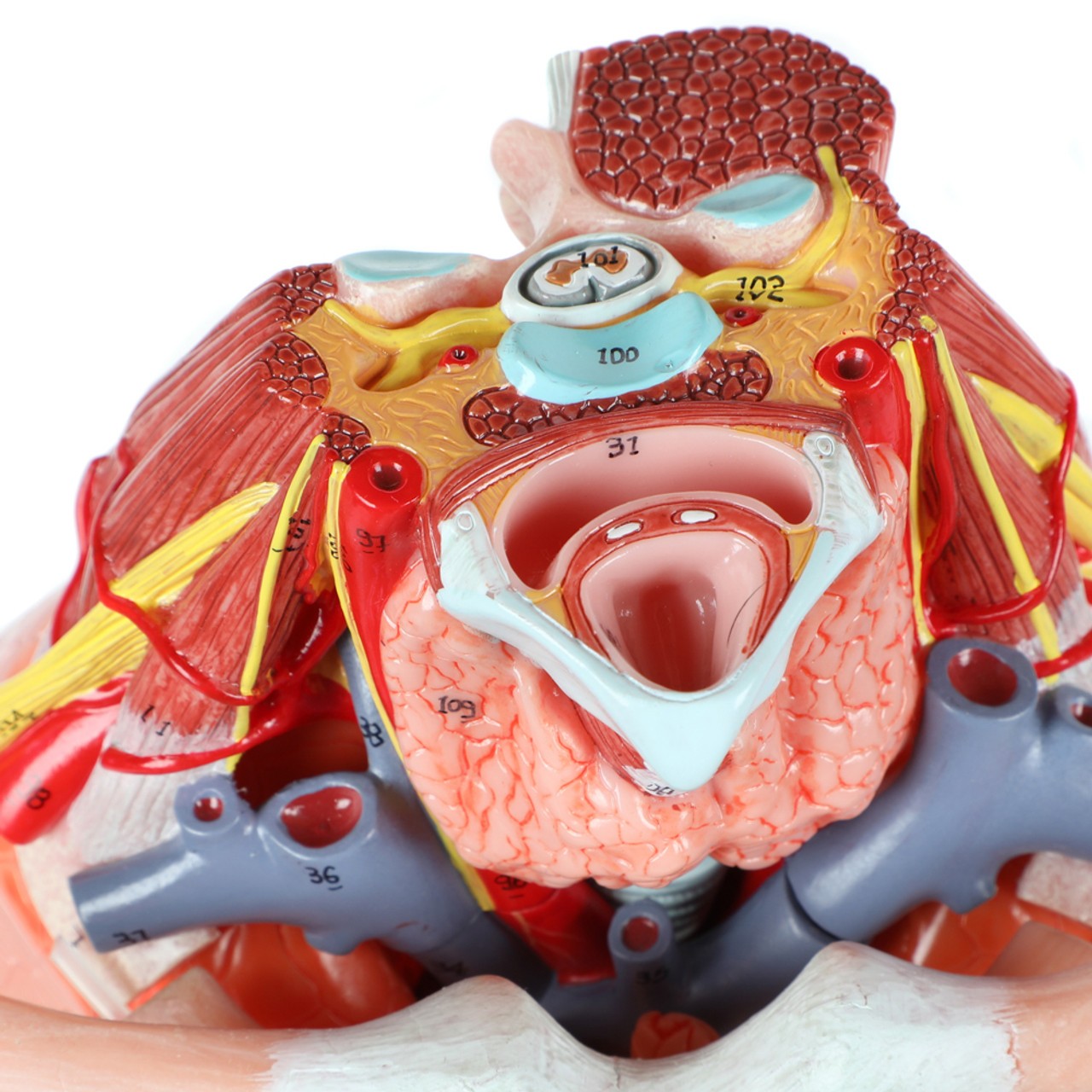 Axis Scientific 15-Part Laryngeal Cardiopulmonary Anatomy Model - Top-Down View of the Model Cut off on the Sagittal Plane at the Neck Showing the Openings of the Trachea, Esophagus and Mahor Cardiac Veins