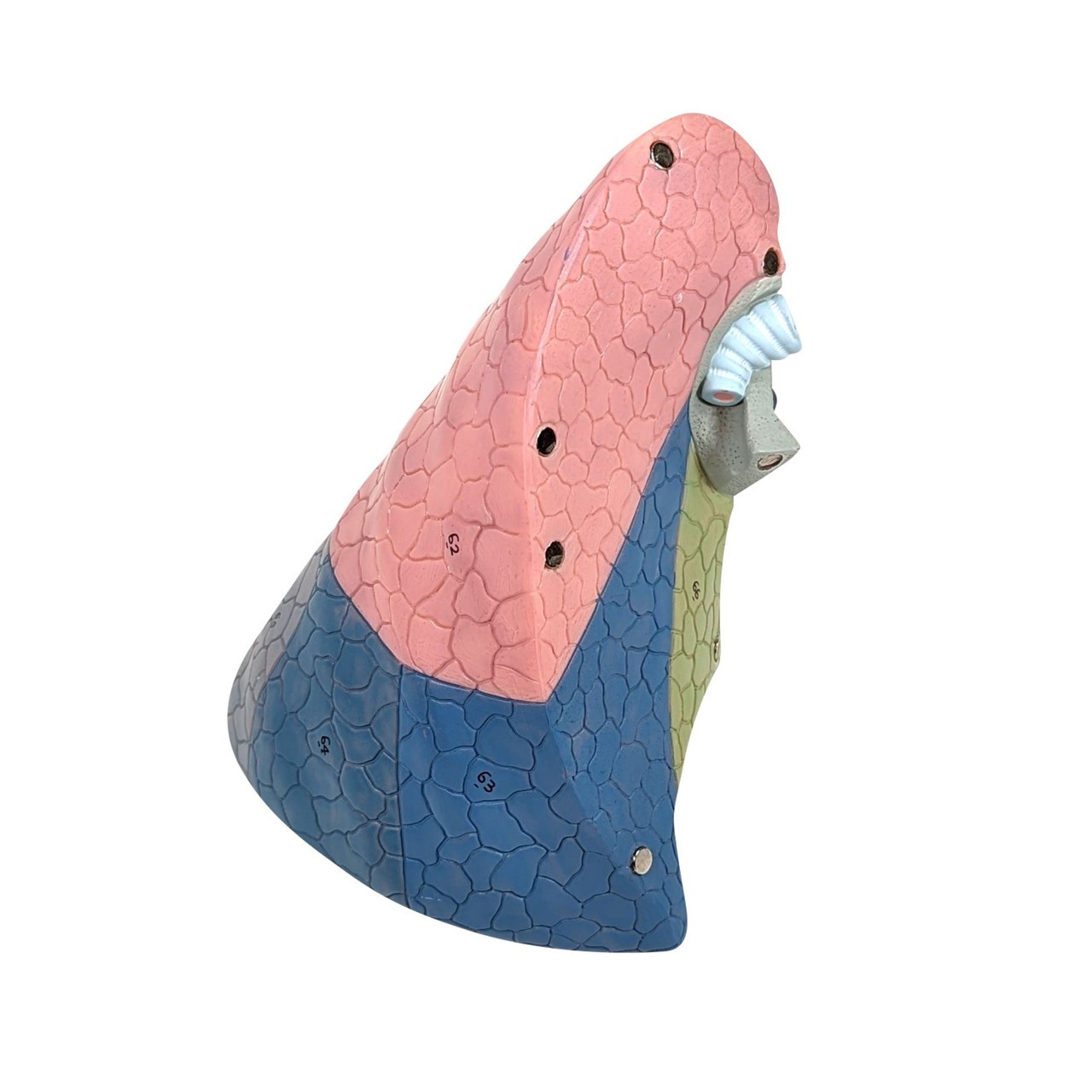 Axis Scientific 15-Part Laryngeal Cardiopulmonary Anatomy Model - Back View of Bisected Removable Right and Left Lungs with Metal Closures
