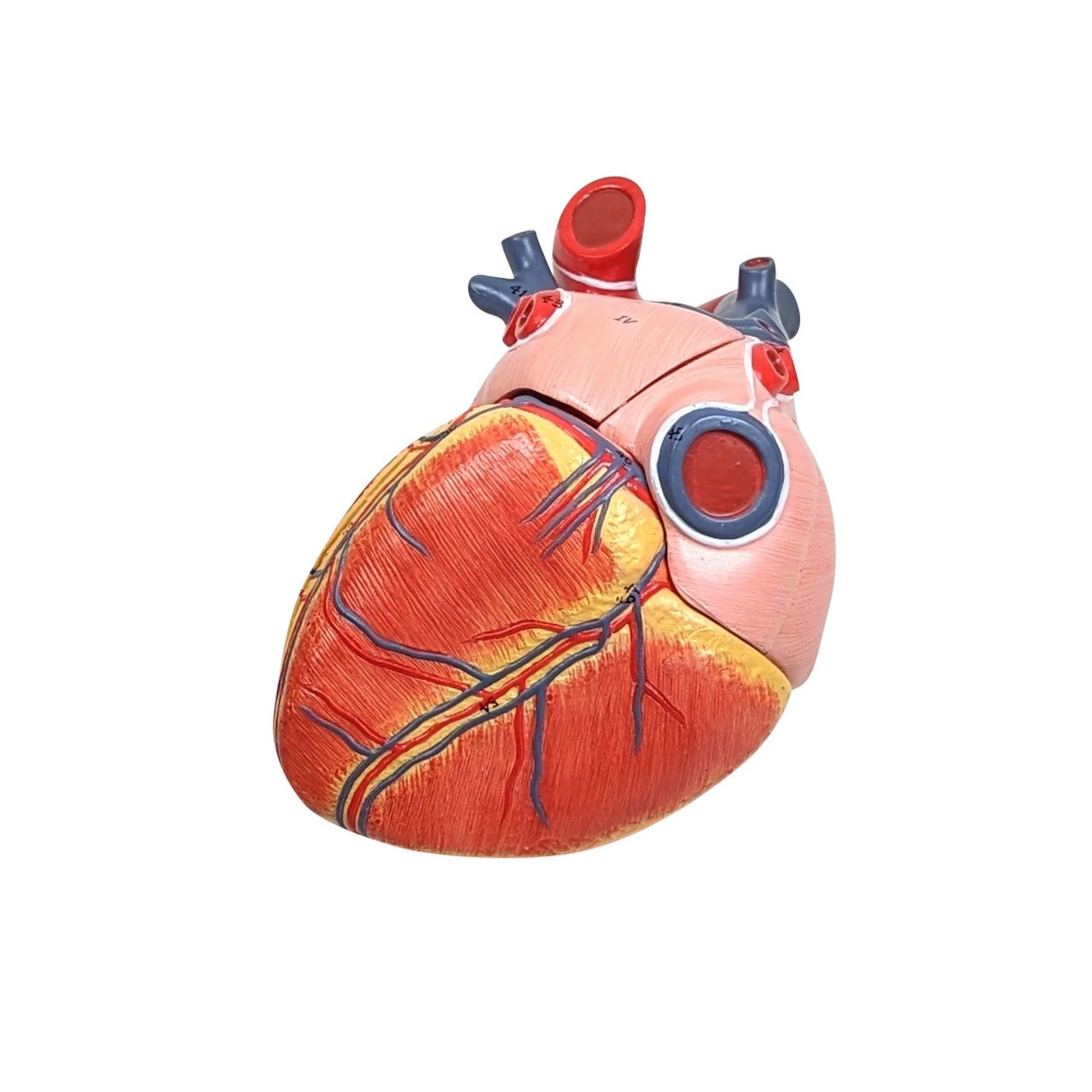 Axis Scientific 15-Part Laryngeal Cardiopulmonary Anatomy Model - Side View Showing Cut Ribs and Right Lung