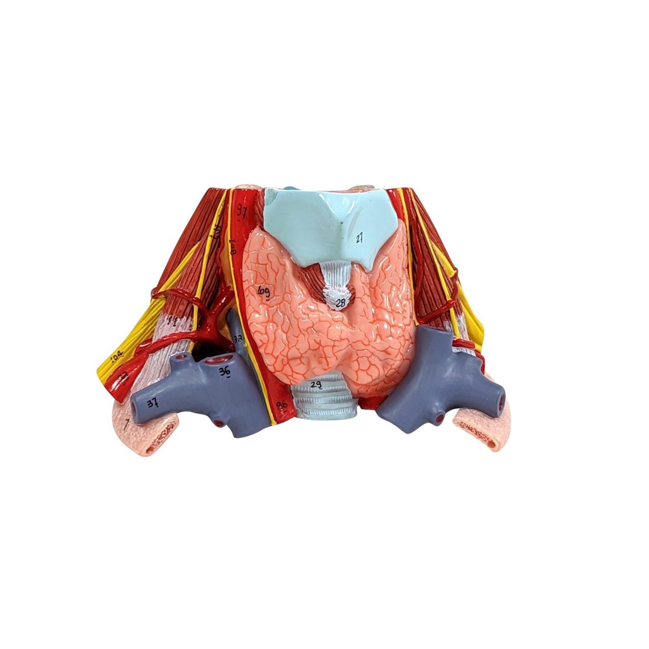 Axis Scientific 15-Part Laryngeal Cardiopulmonary Anatomy Model - Side View Showing Cut Ribs and Right Lung