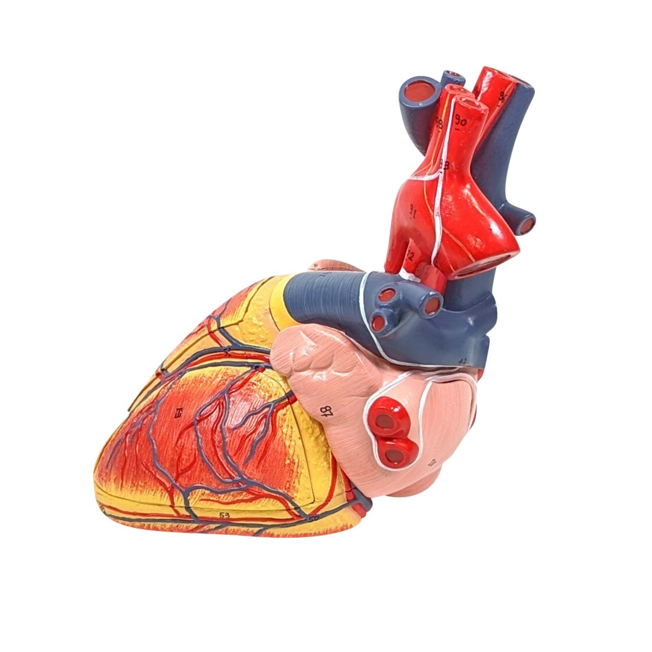 Axis Scientific 15-Part Laryngeal Cardiopulmonary Anatomy Model - Side View Showing Cut Ribs and Right Lung