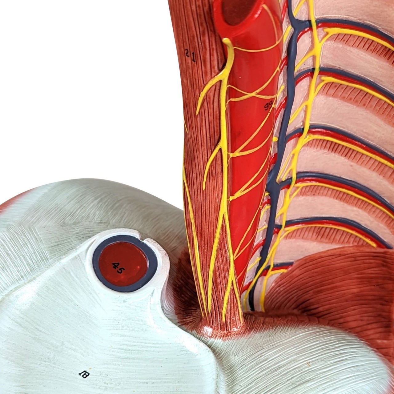 Axis Scientific 15-Part Laryngeal Cardiopulmonary Anatomy Model - Side View Showing Cut Ribs and Right Lung