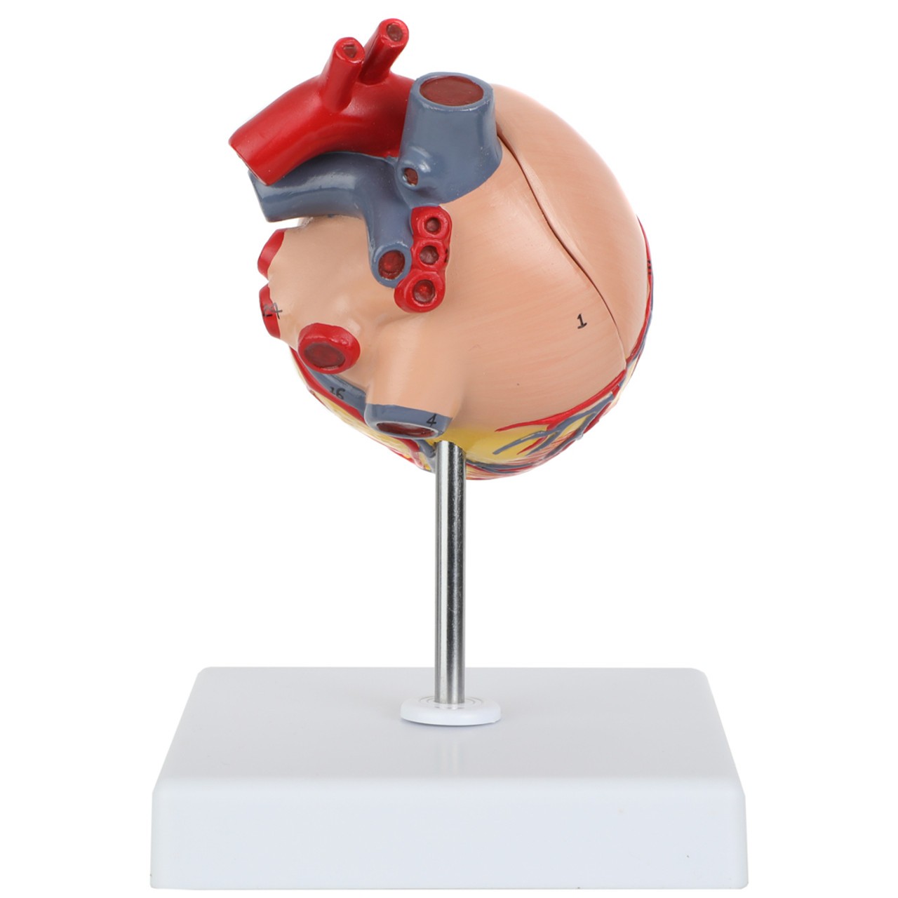Axis Scientific Two-Part Canine Heart Model - Back View