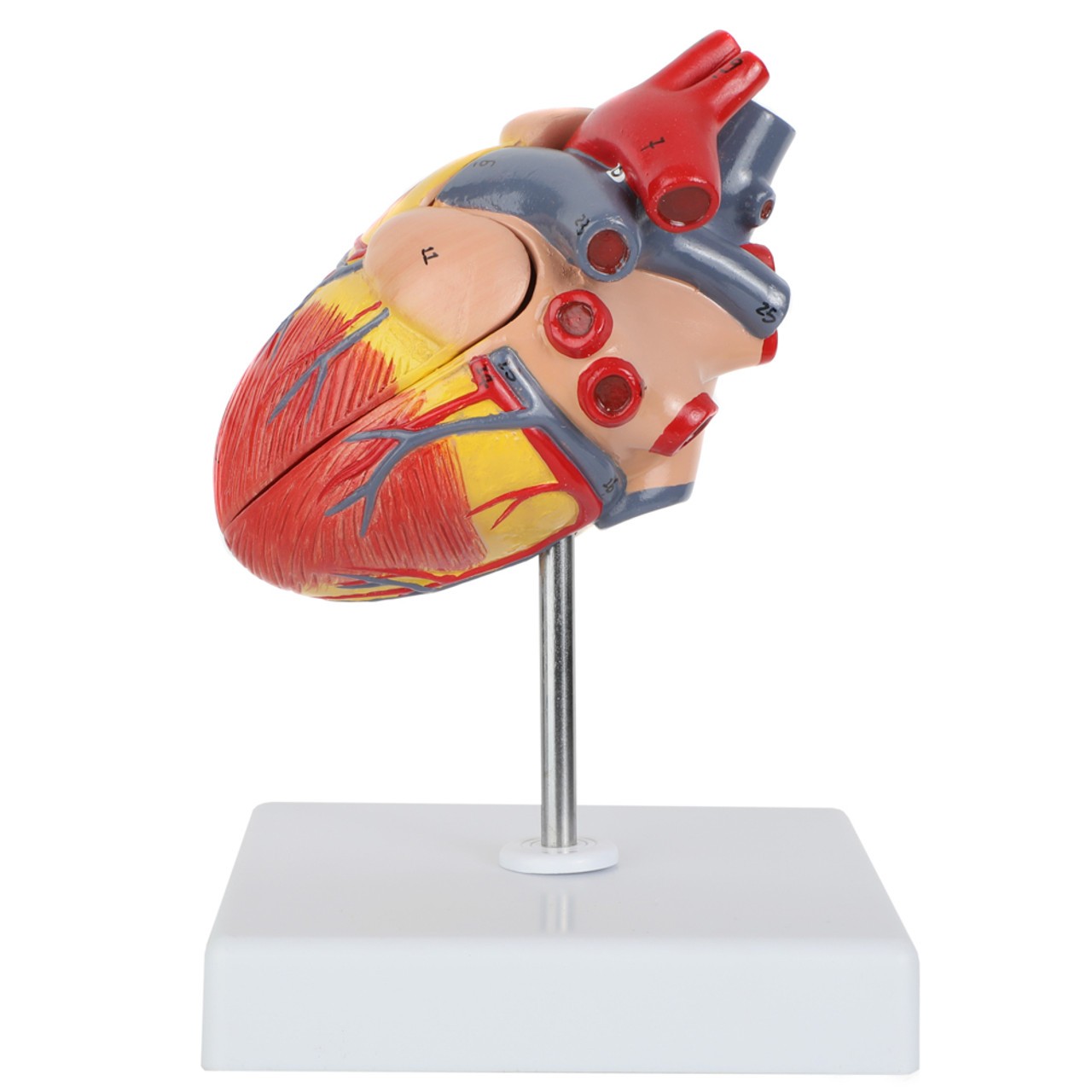 Axis Scientific Two-Part Canine Heart Model - Left Side View