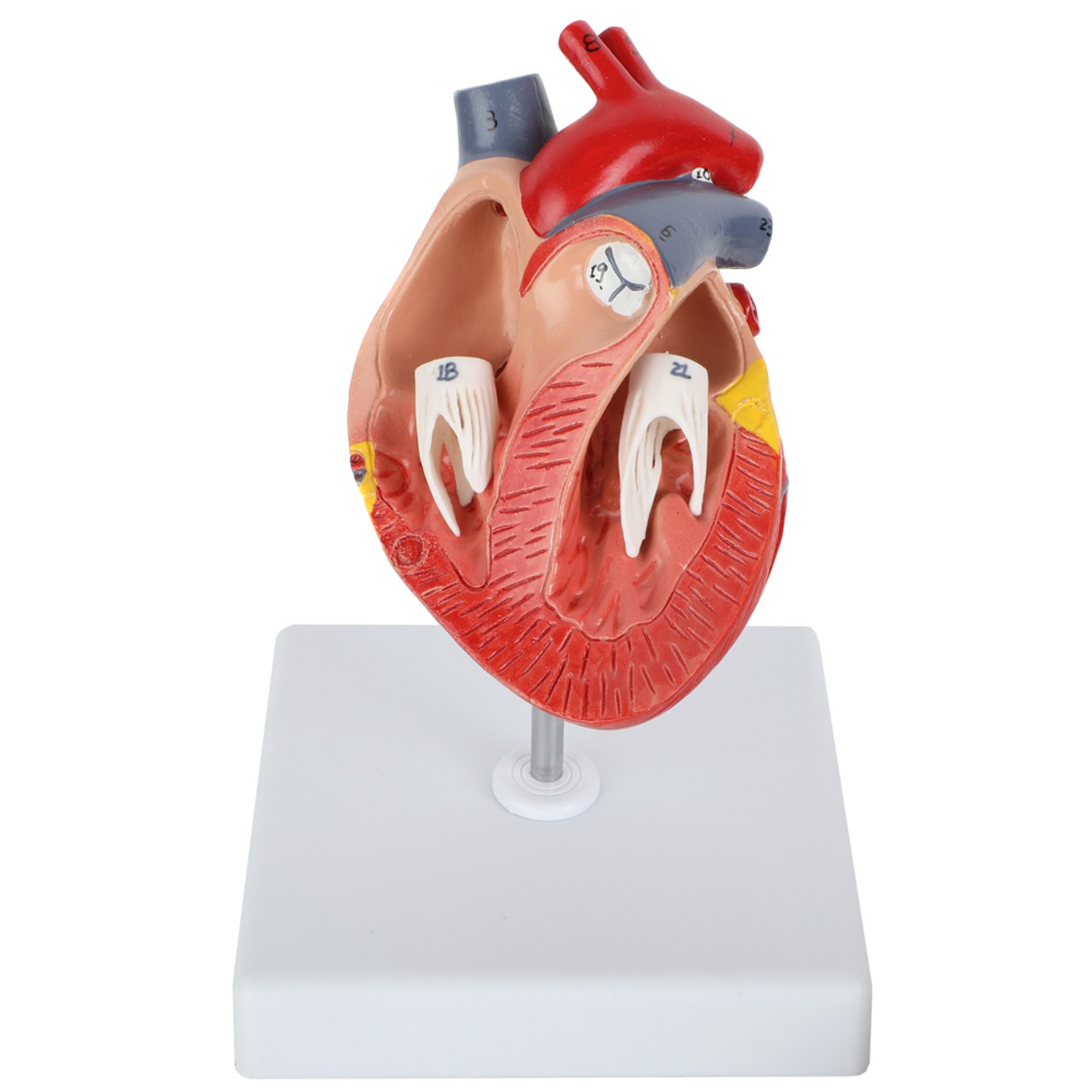 Axis Scientific Two-Part Canine Heart Model - High Angle Top View