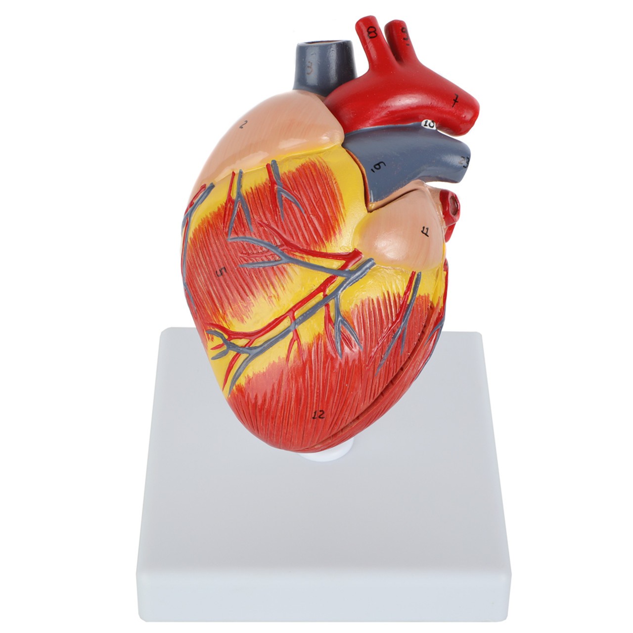 Axis Scientific Two-Part Canine Heart Model - High Angle View