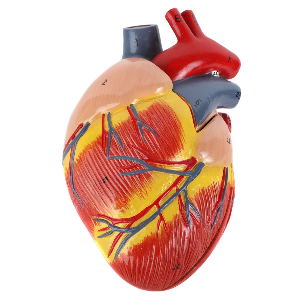 Axis Scientific Two-Part Canine Heart Model - Top View