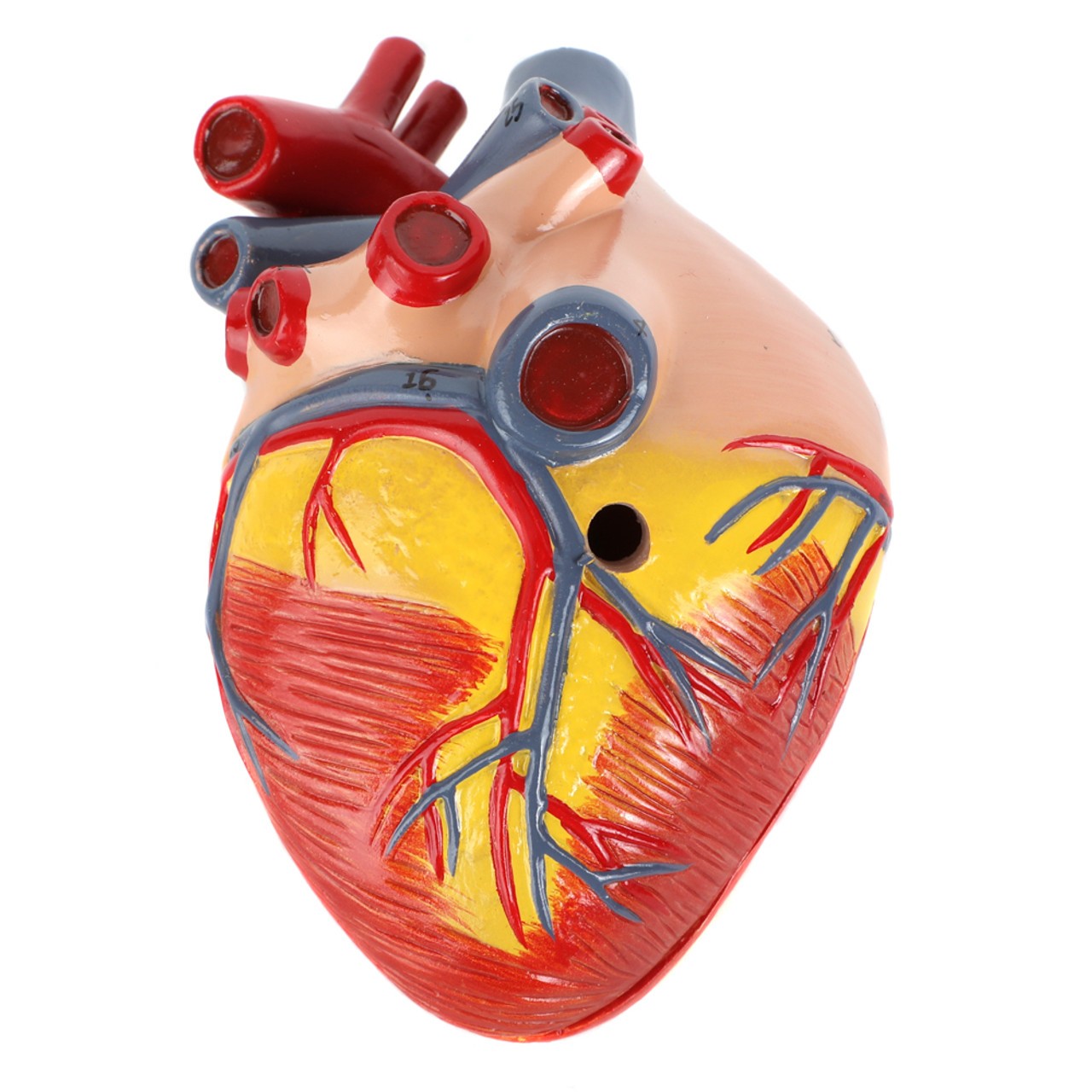 Axis Scientific Two-Part Canine Heart Model - Bottom View