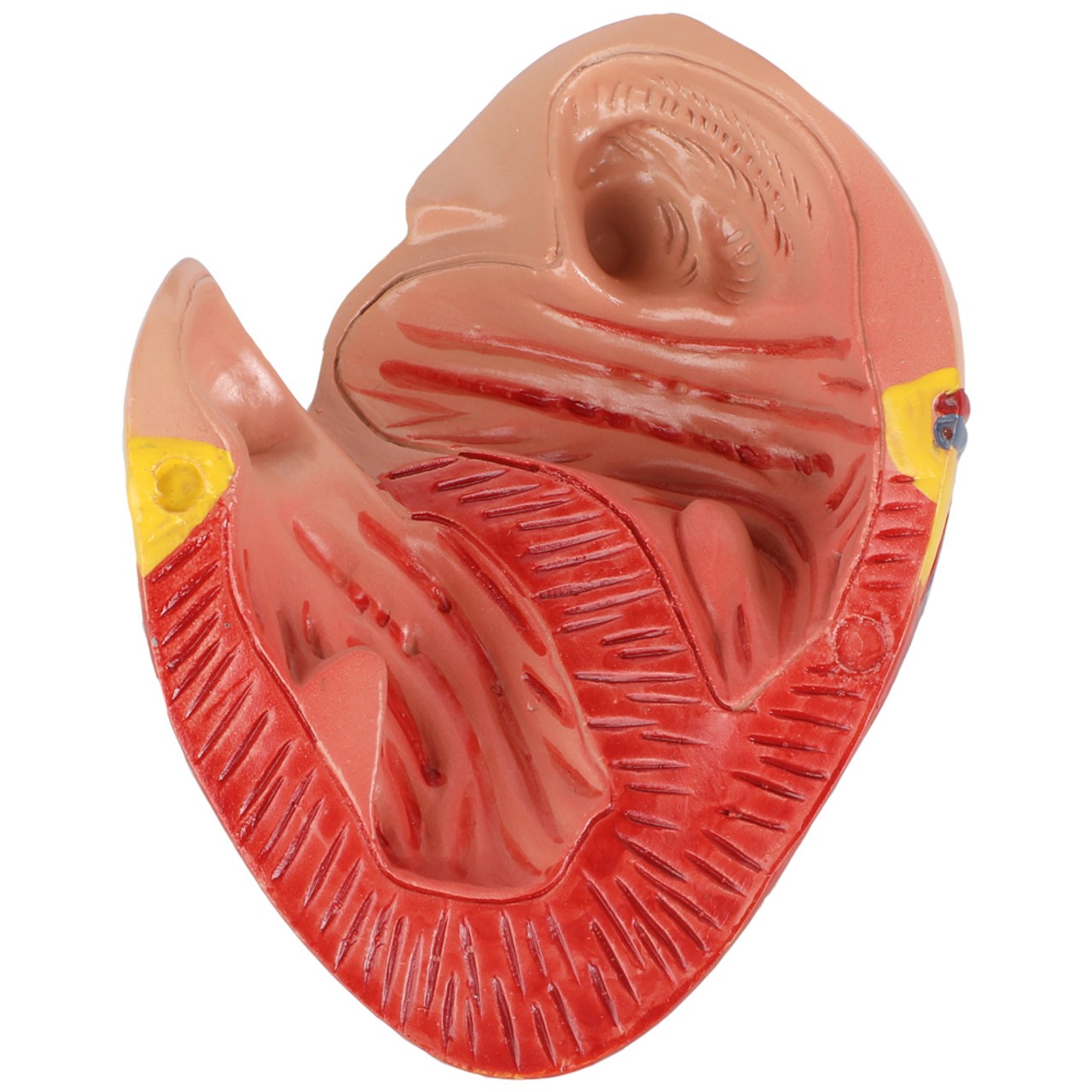 Axis Scientific Two-Part Canine Heart Model - Detachable Heart Wall Disconnected