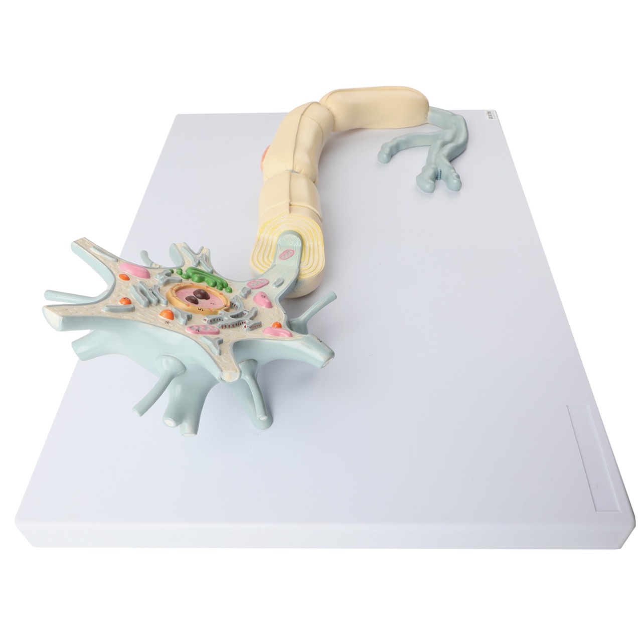 Axis Scientific Two-Part Neuron Model with Dendrite and Axon - High Top View