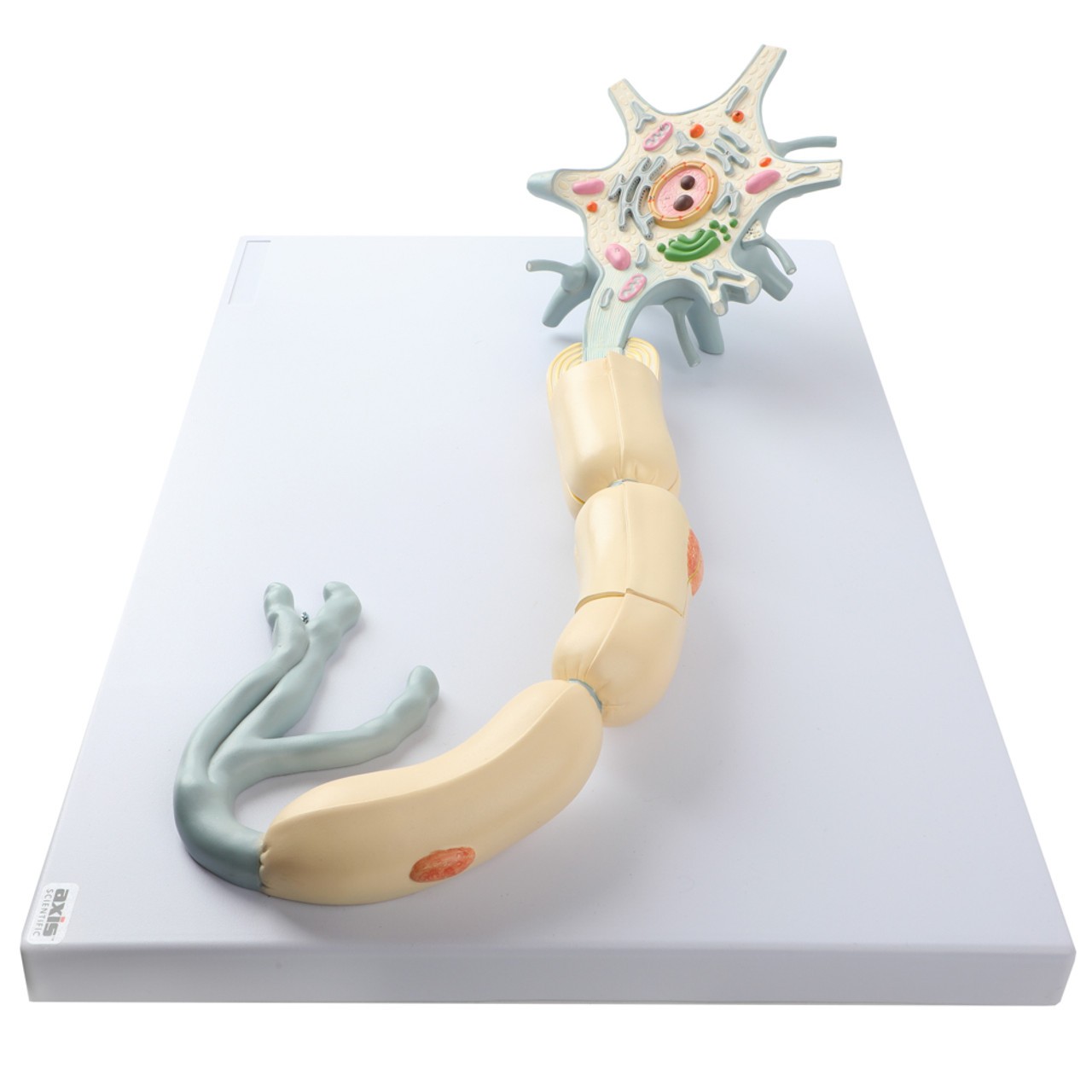 Axis Scientific Two-Part Neuron Model with Dendrite and Axon - High Top View of the Back of the model, which is about four inches high including the base.