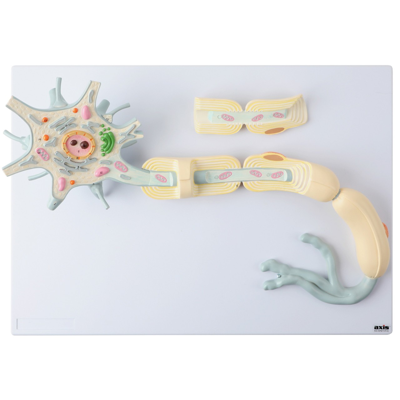 Axis Scientific Two-Part Neuron Model with Dendrite and Axon - Top View with the Mylin sheath bisected off. The closures are magnetic.