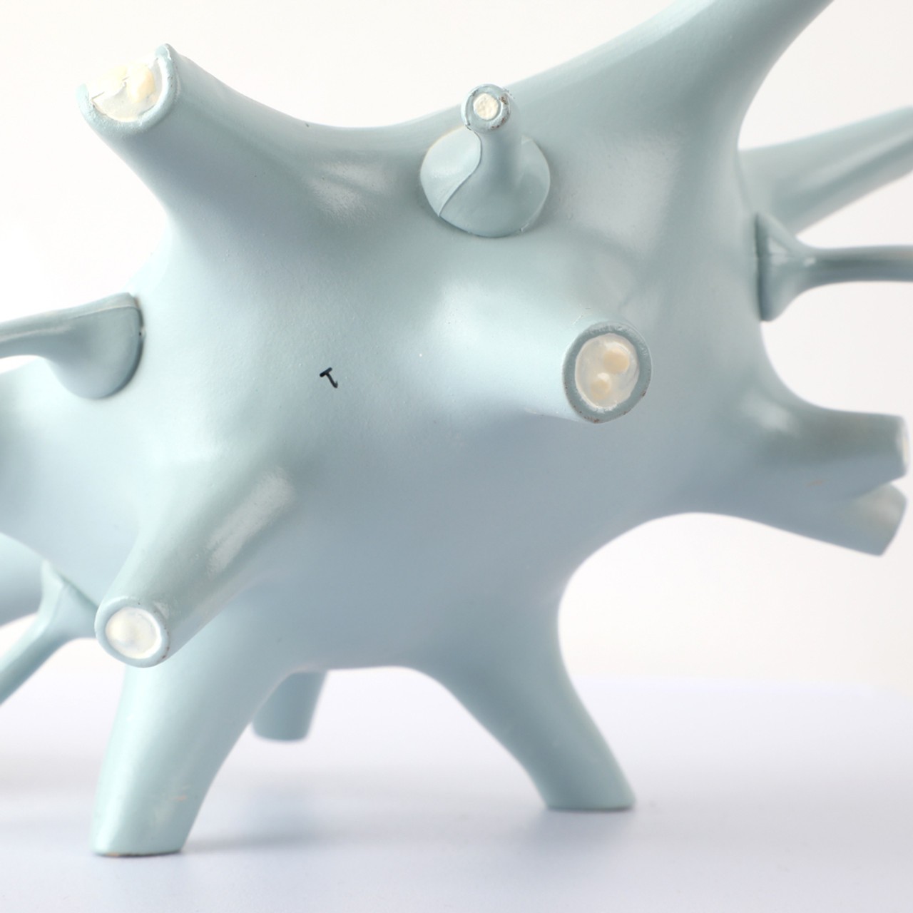 Axis Scientific Two-Part Neuron Model with Dendrite and Axon - Image From the back of the Axon Showing Protruding Cell Walls