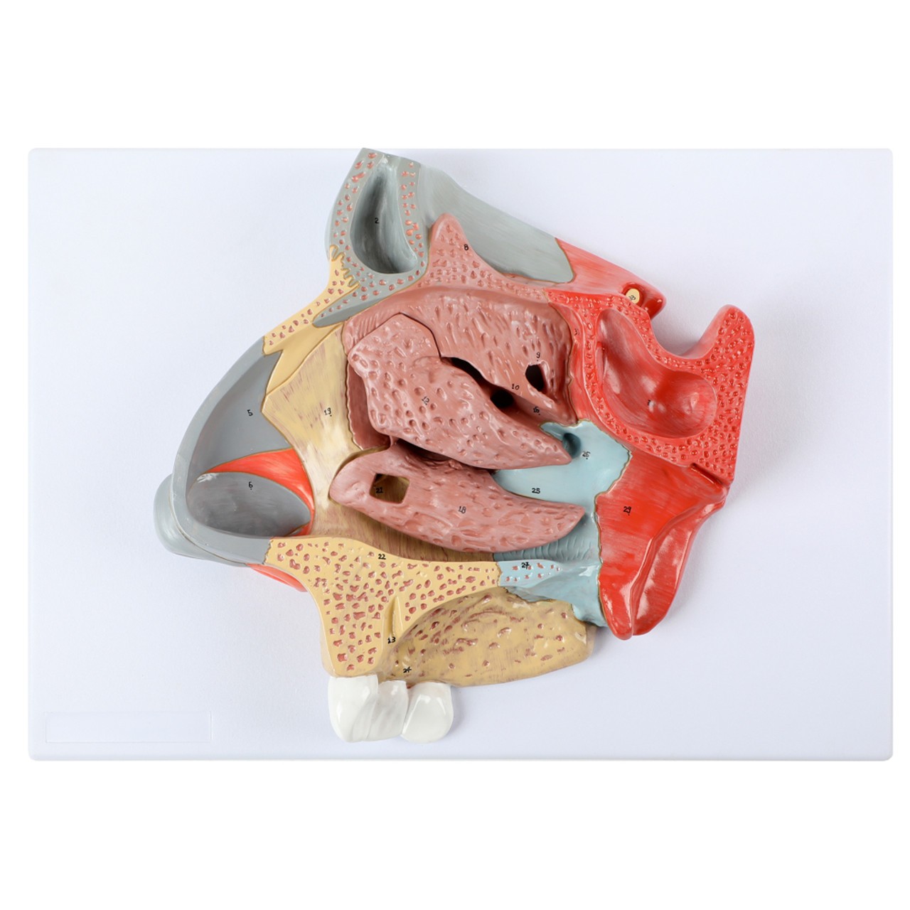 Axis Scientific Three-Part Enlarged Nasal Cavity Anatomy Model - Top View