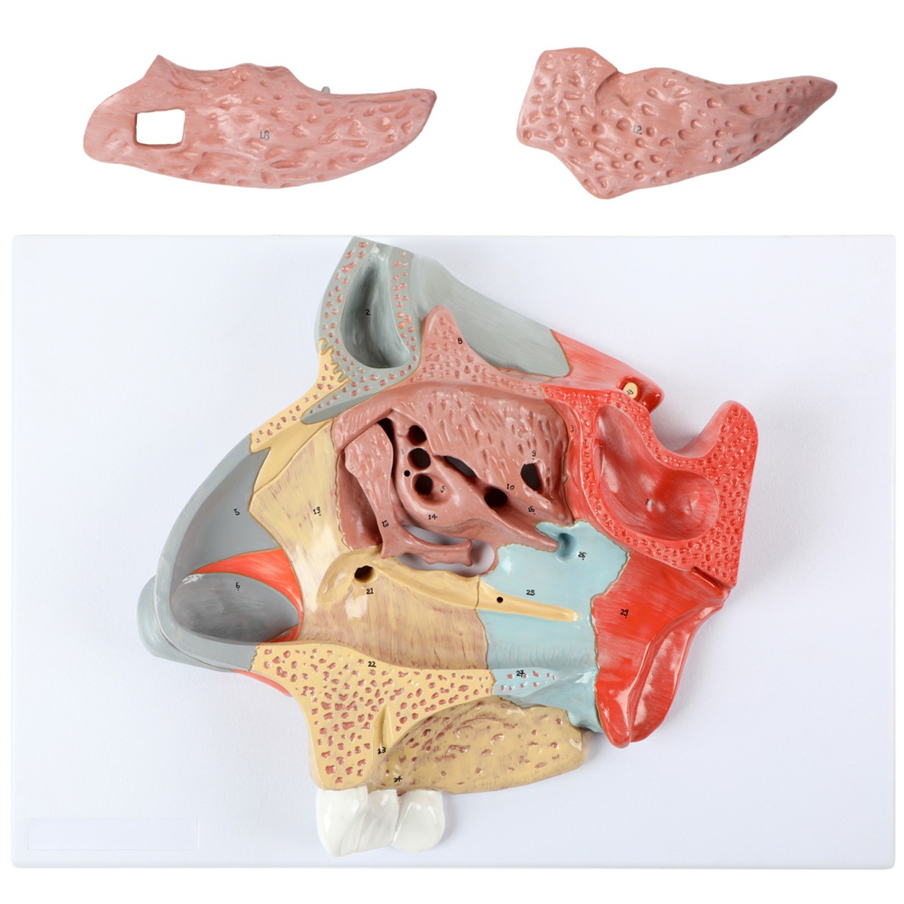 Axis Scientific Three-Part Enlarged Nasal Cavity Anatomy Model - Top View with Sinuses Removed. Sinuses are Attached via Plastic Closures.