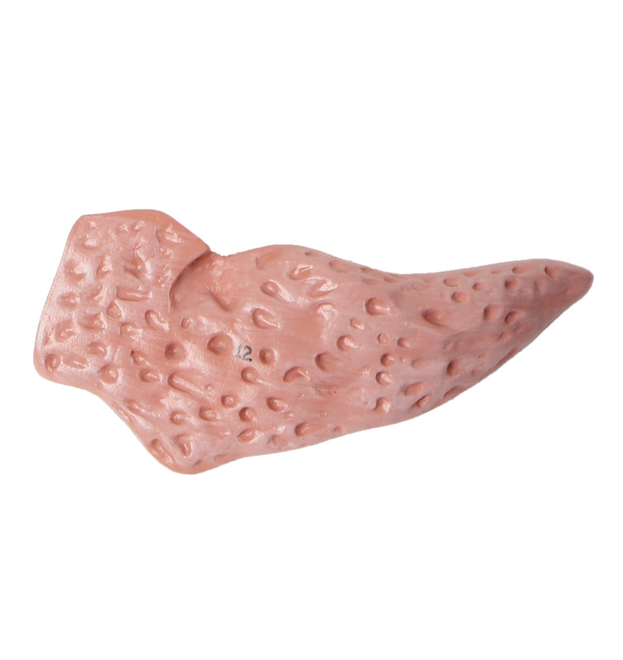Axis Scientific Three-Part Enlarged Nasal Cavity Anatomy Model - Top View of One Bisected Sinus. It's Mauve with Red Detialing.