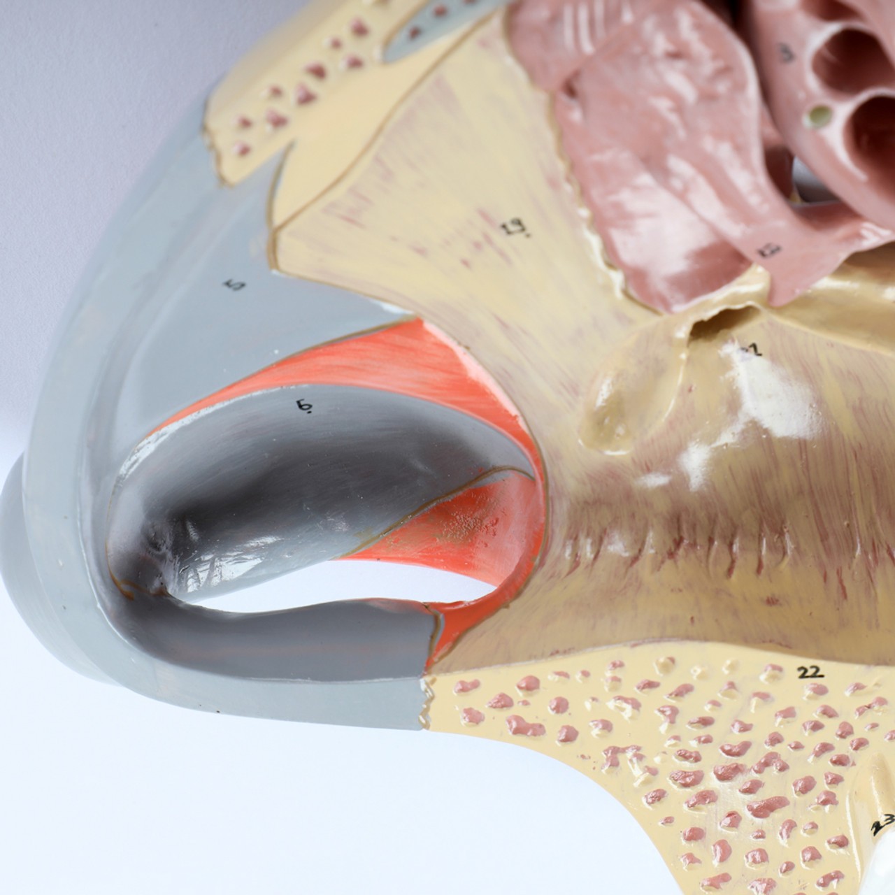 Axis Scientific Three-Part Enlarged Nasal Cavity Anatomy Model - Close Shot of The Nasal Cavity, Shown Here in Light Blue.