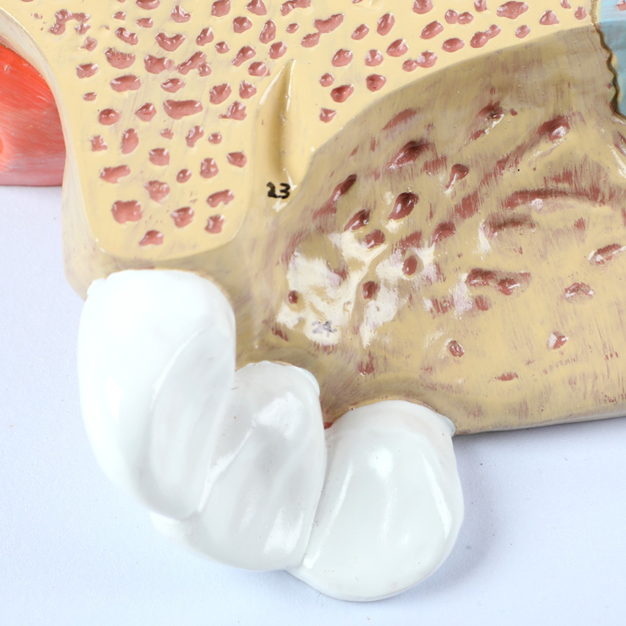 Axis Scientific Three-Part Enlarged Nasal Cavity Anatomy Model - Detail Shot of the Front Teeth Showing Bone Connections