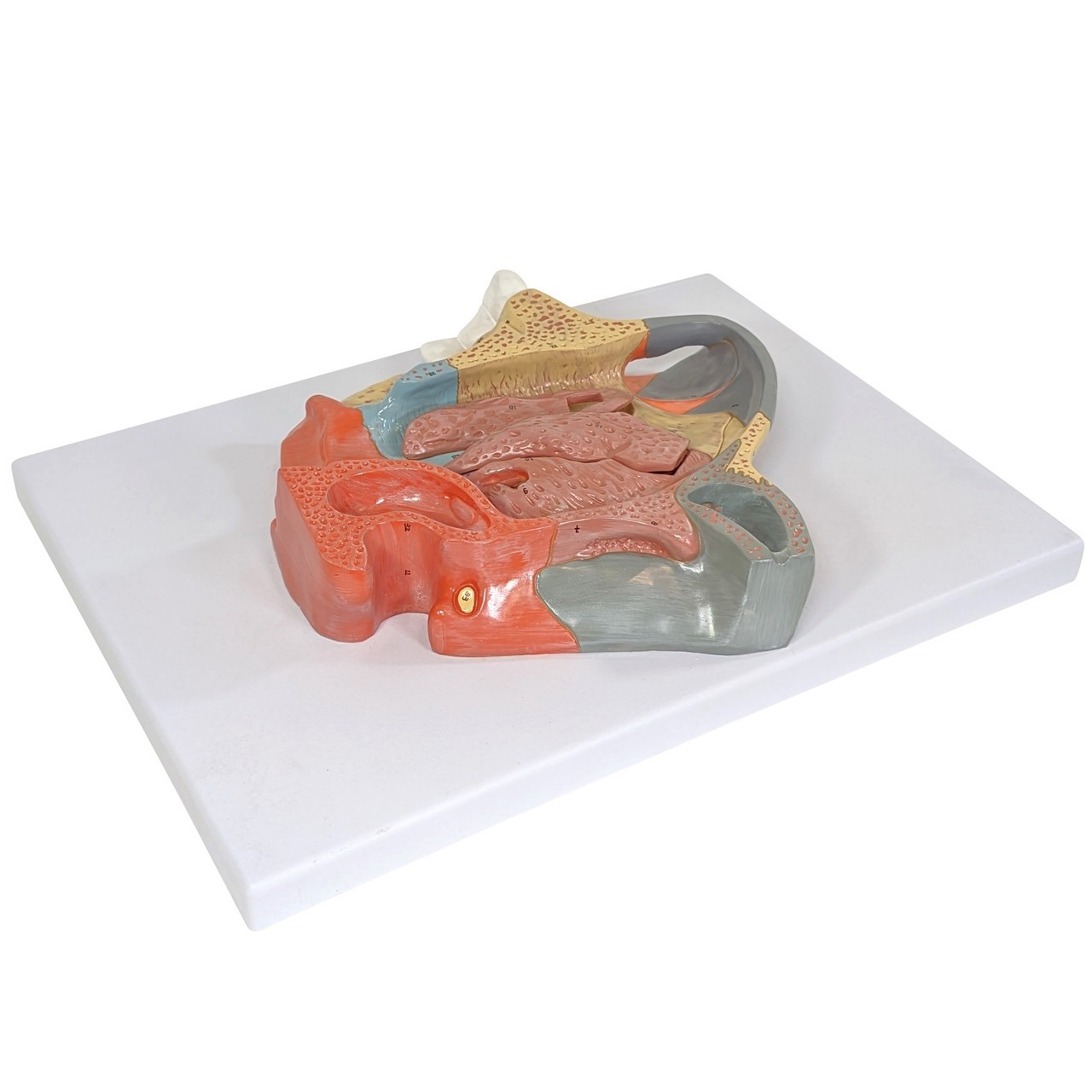 Axis Scientific Three-Part Enlarged Nasal Cavity Anatomy Model - Top View with Sinuses Removed. Sinuses are Attached via Plastic Closures.