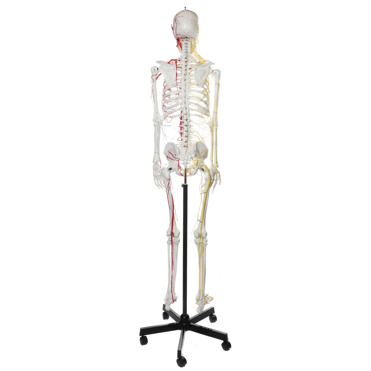 Axis Scientific Life-Size Half Vascular Half Innervated Articulated Skeleton Model with Articulating Mandible and Flexible Spine