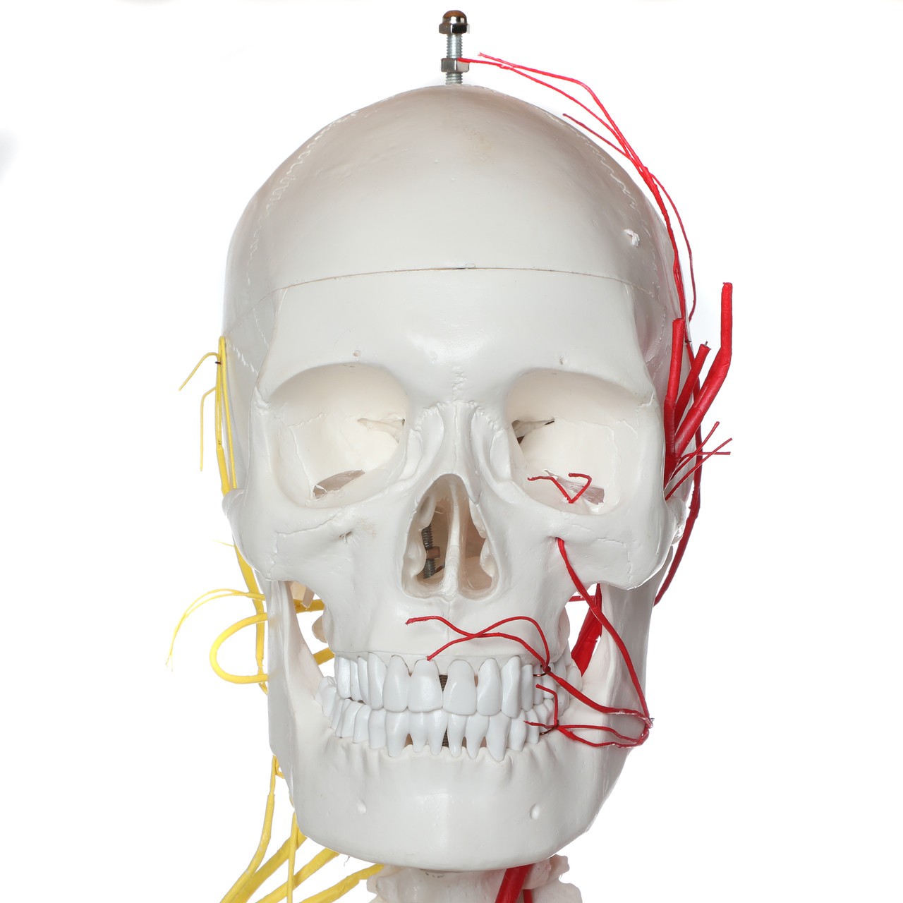 Axis Scientific Life-Size Half Vascular Half Innervated Articulated Skeleton Model with Articulating Mandible and Flexible Spine
