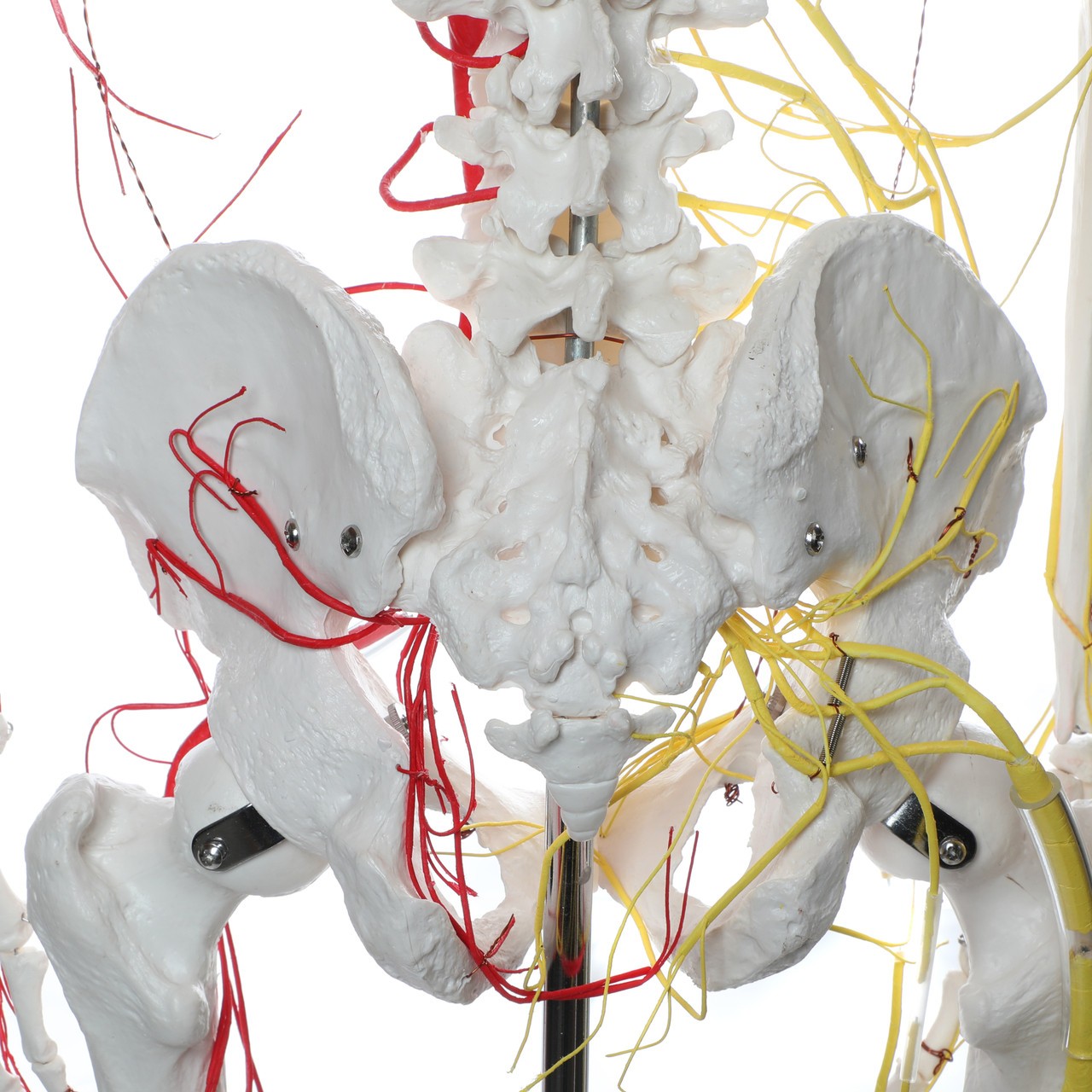Axis Scientific Life-Size Half Vascular Half Innervated Articulated Skeleton Model with Articulating Mandible and Flexible Spine
