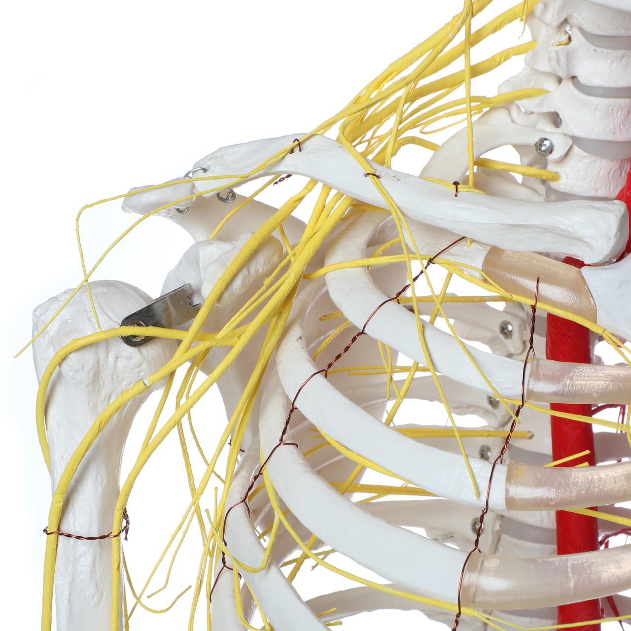 Axis Scientific Life-Size Half Vascular Half Innervated Articulated Skeleton Model with Articulating Mandible and Flexible Spine
