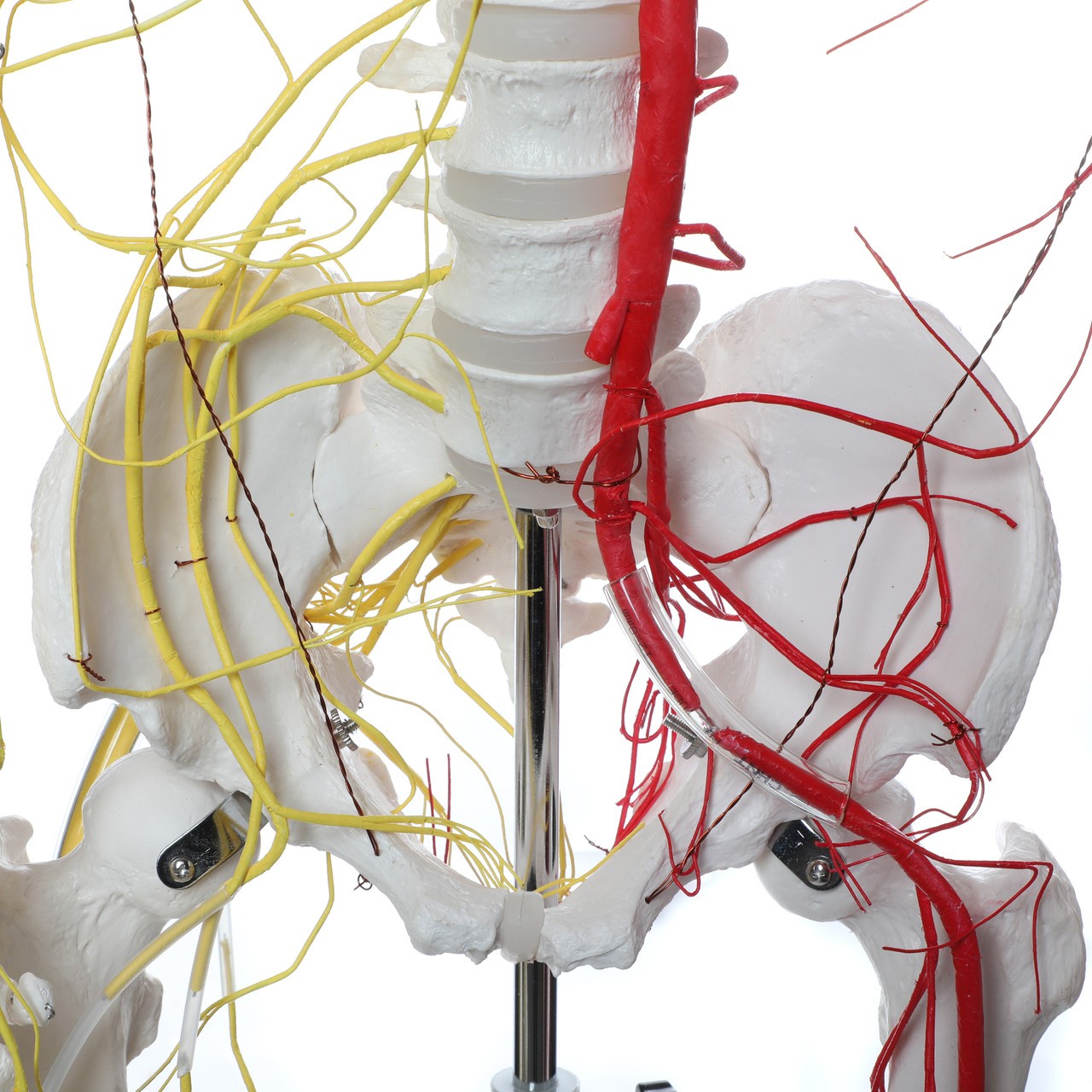 Axis Scientific Life-Size Half Vascular Half Innervated Articulated Skeleton Model with Articulating Mandible and Flexible Spine