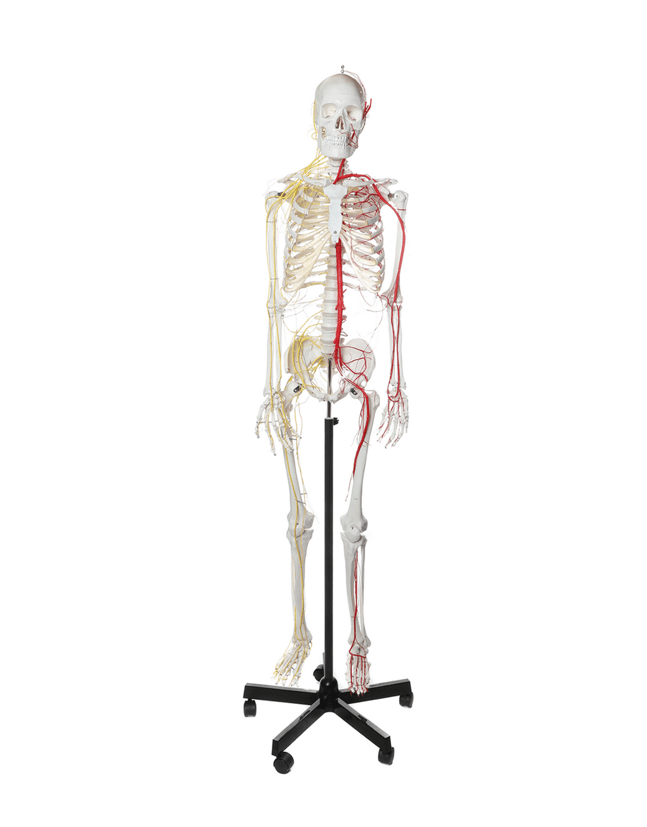 Axis Scientific Life-Size Half Vascular Half Innervated Articulated Skeleton Model with Articulating Mandible and Flexible Spine