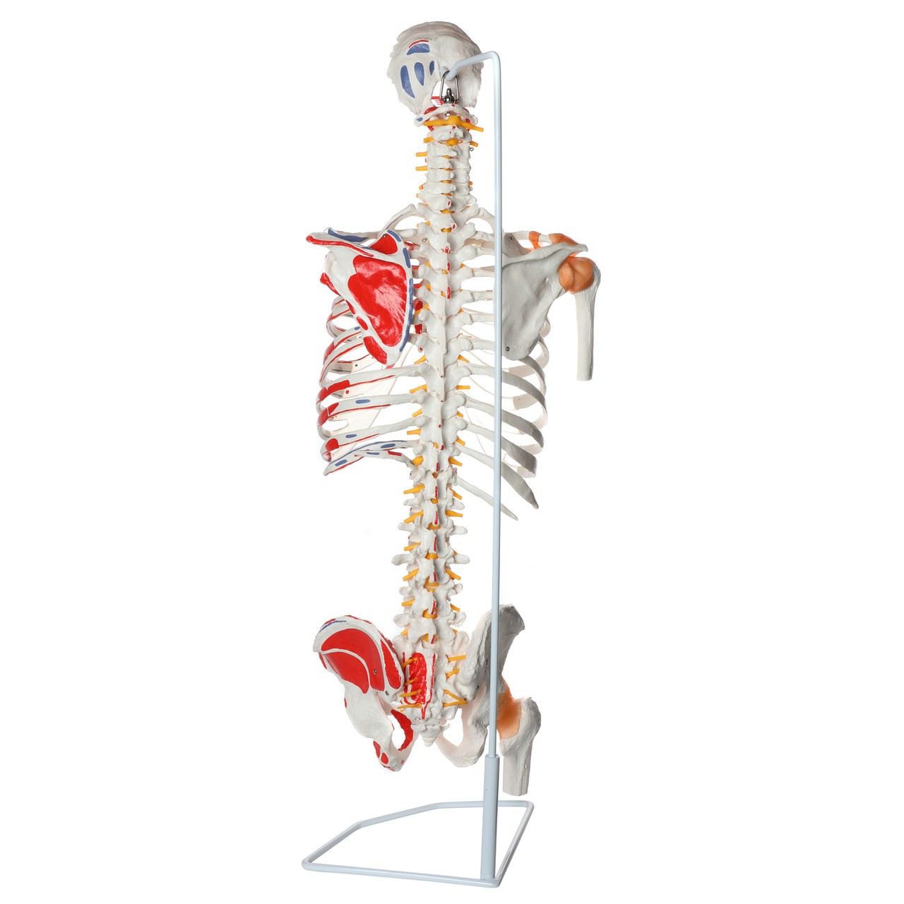 Axis Scientific Life-Size Skeletal Human Torso with Glenohumeral and Iliofemoral Ligaments, Spinal Nerves and Muscular Attachments
