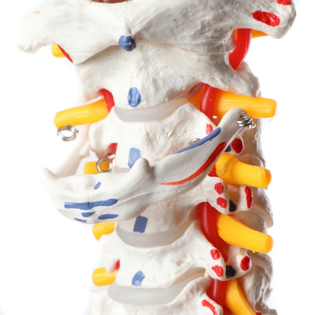Axis Scientific Life-Size Skeletal Human Torso with Glenohumeral and Iliofemoral Ligaments, Spinal Nerves and Muscular Attachments