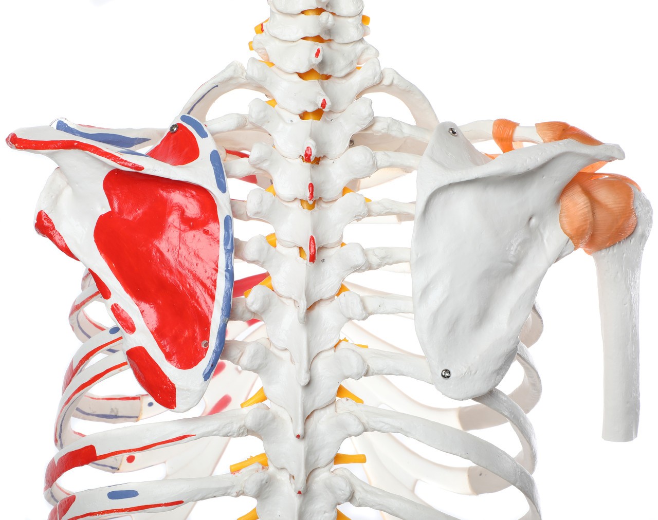 Axis Scientific Life-Size Skeletal Human Torso with Glenohumeral and Iliofemoral Ligaments, Spinal Nerves and Muscular Attachments