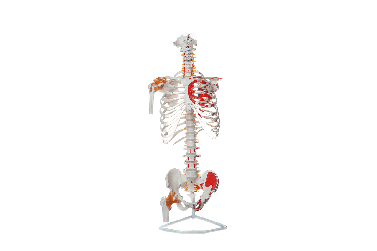 Axis Scientific Life-Size Skeletal Human Torso with Glenohumeral and Iliofemoral Ligaments, Spinal Nerves and Muscular Attachments